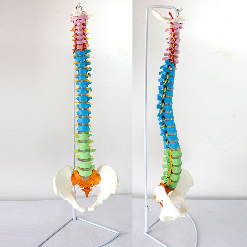 enovo颐诺灵活弯曲人体脊柱解剖正骨练习手法脊椎人体骨骼模型