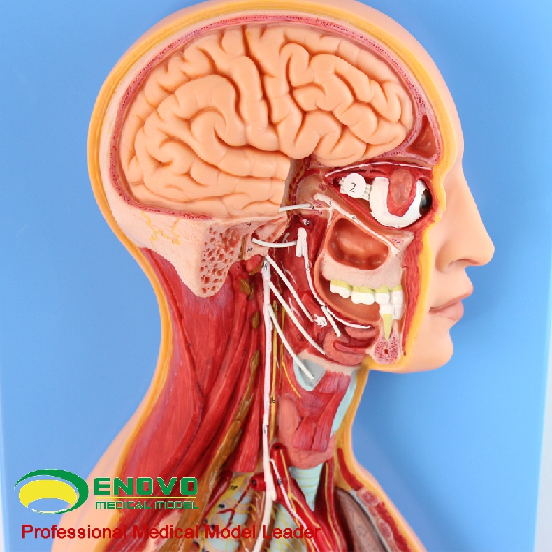 ENOVOd颐诺人体医学交感神经系统模型自主神经系统植物性神经解剖