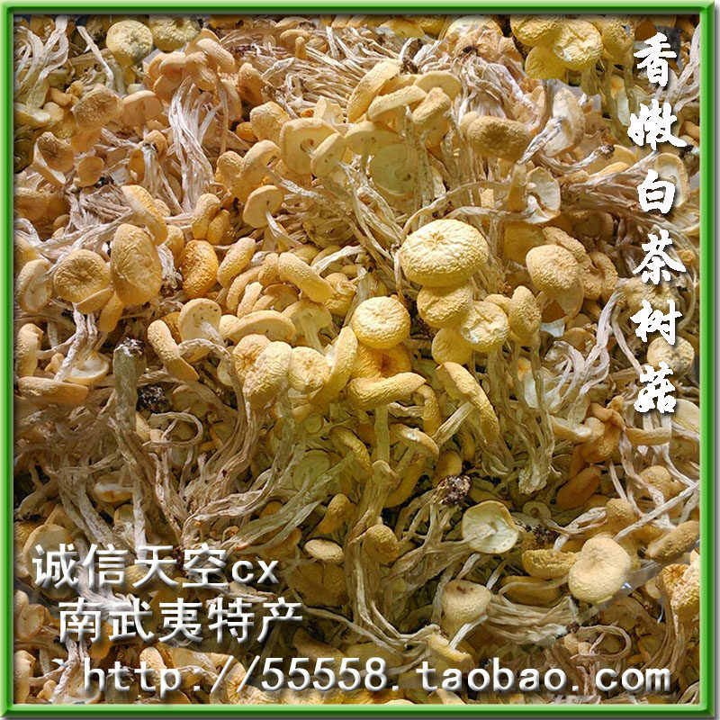 福建武夷山特产不开伞白茶树菇250g 自然晾晒无添加 煲汤营养丰富