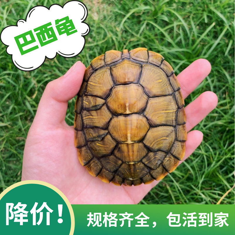 乌龟活物巴西龟小乌龟活体观赏宠物龟大乌龟水龟红耳龟活物情侣龟