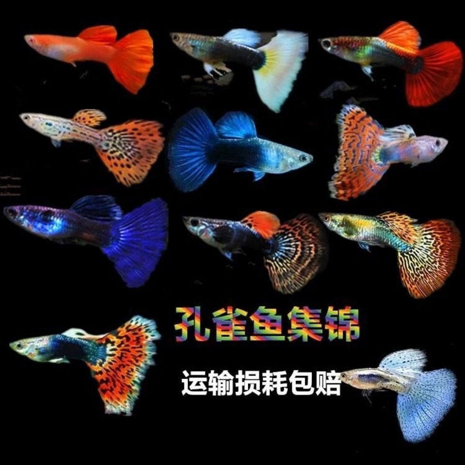 孔雀鱼活体公母免邮纯种宠物鱼淡水繁殖观赏鱼热带小型凤尾鱼玛丽