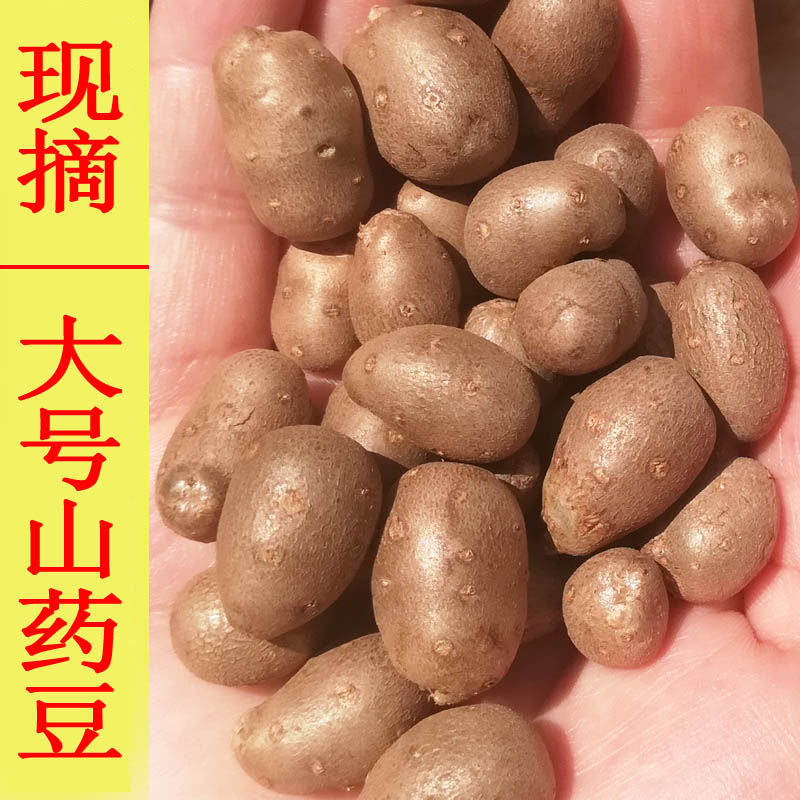 2023年糖葫芦大号现摘铁棍山药豆5斤新鲜 大码山药蛋淮怀山药仔籽