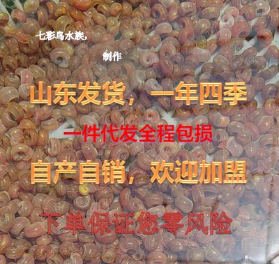 全红苹果螺观赏螺大号除藻螺黄金螺狗头鱼观赏乌龟磨牙饲料清洁螺