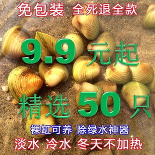 黑金刚螺鲍鱼螺黑金刚螺黄金蚬龙宫螺苹果马来螺冷水螺吃涡虫草缸