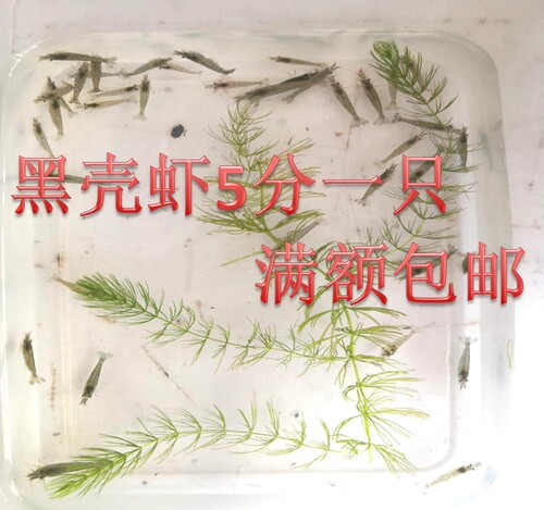 黑壳虾除藻虾清洁虾彩色虾热带虾冷水虾野生虾定水虾五元起步发