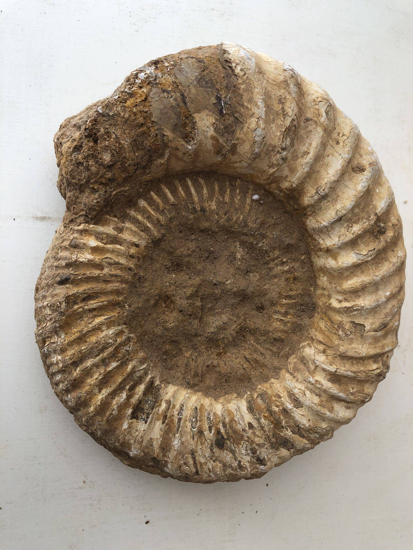 古生物螺化石马岛巴普洛夫螺化石玉化结晶螺标本18厘米3公斤