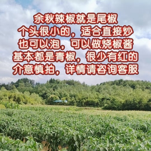 新鲜青辣椒线椒尖椒余秋辣椒小辣椒微辣海椒泡椒做酱二荆条批发