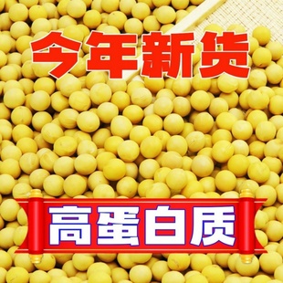 东北黄豆打豆浆专用豆子非转基因新大豆生小农家土黄豆5斤批发