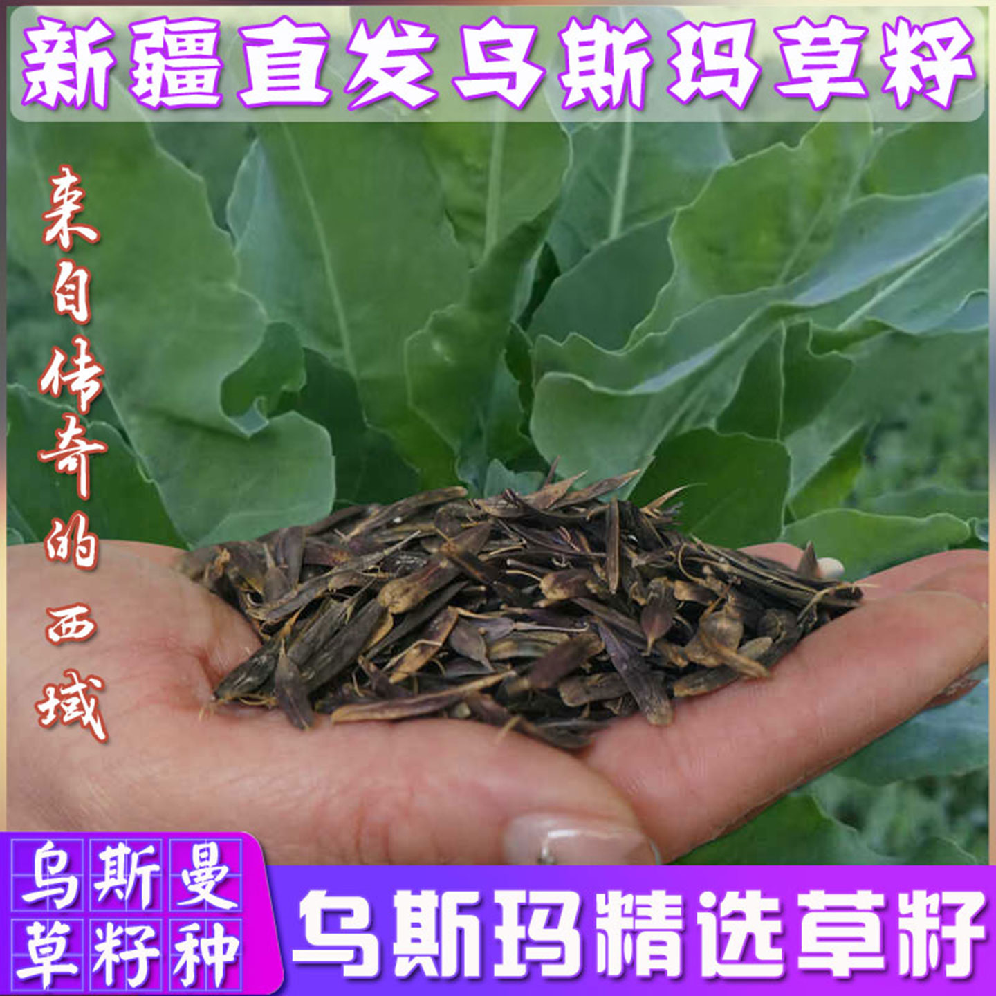 【乌斯玛草籽500粒】新疆乌斯曼草籽奥斯曼草粒秋收新鲜可花盆种