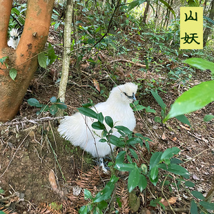 正宗泰和乌鸡土鸡农家跑山鸡母鸡新鲜现杀走地鸡柴鸡包邮