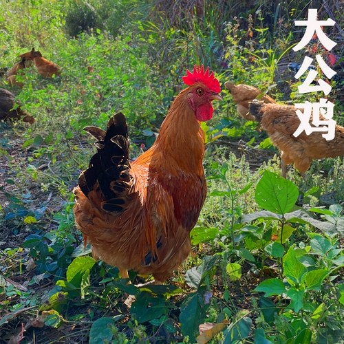 正宗农家大公鸡老公鸡小公鸡土鸡柴鸡笨鸡草鸡月子鸡散养新鲜现杀