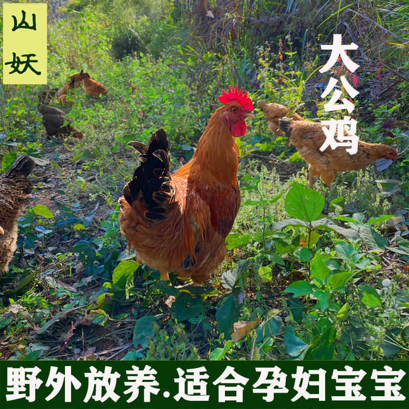 正宗农家山林散养老公鸡土鸡大公鸡柴鸡月子鸡新鲜现杀顺丰包邮