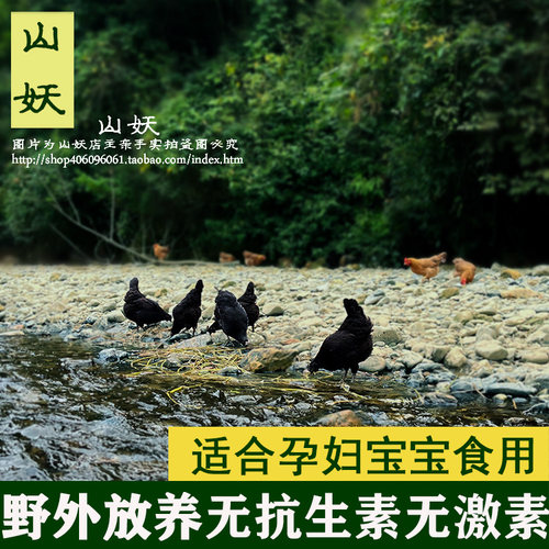 乌骨鸡正宗农家土鸡老母鸡散养五黑鸡乌鸡月子鸡现杀新鲜