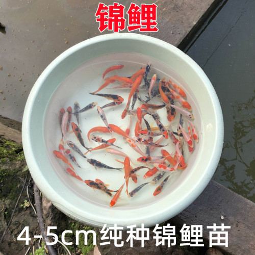 纯种日本淡水观赏鱼锦鲤夏花寸花