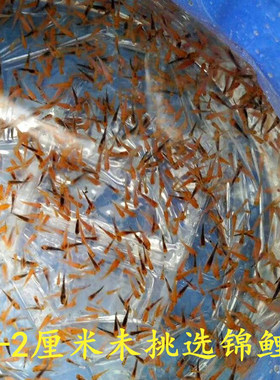 纯种日本锦鲤混合花色冷水鱼