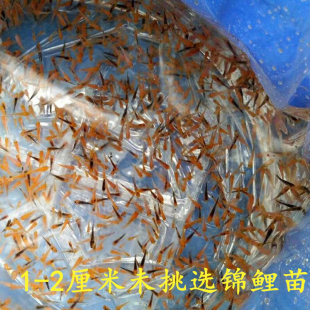 2023年纯种多品种日本锦鲤水花鱼苗混合花色未筛选观赏鱼冷水鱼