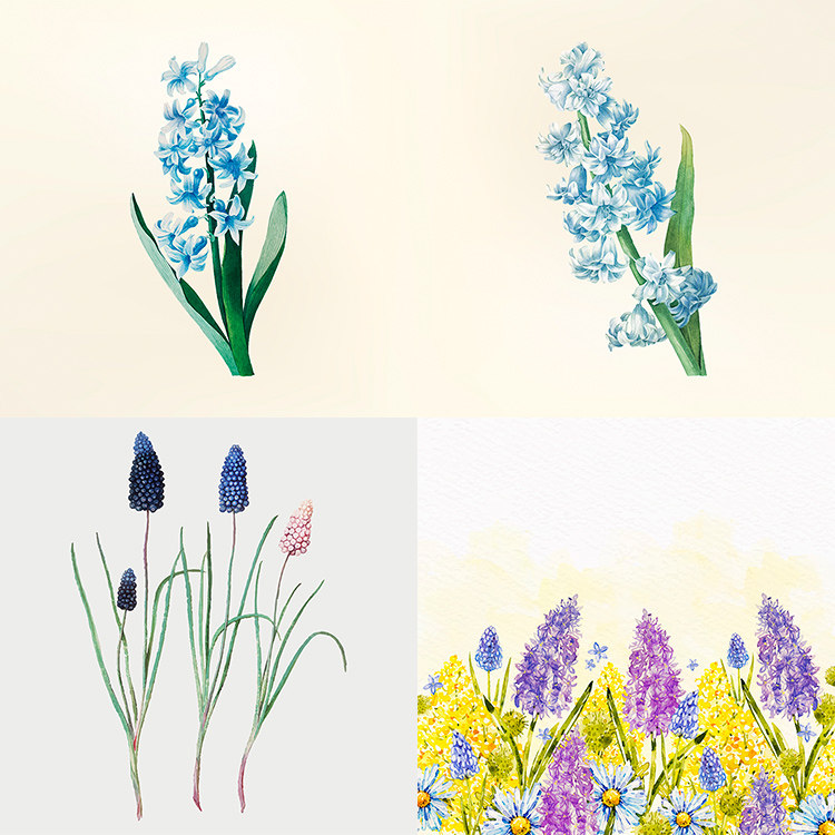 手绘风信子 清新淡雅彩绘鲜花花卉植物插画 ai格式矢量设计素材