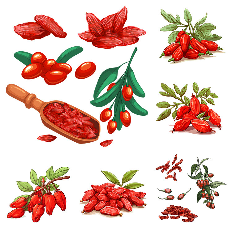 手绘枸杞插画 卡通中药材植物果实叶子 ai格式矢量设计素材