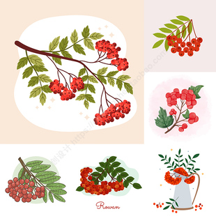 花楸插画 手绘马加木臭山槐叶子果实中药 AI格式矢量设计素材