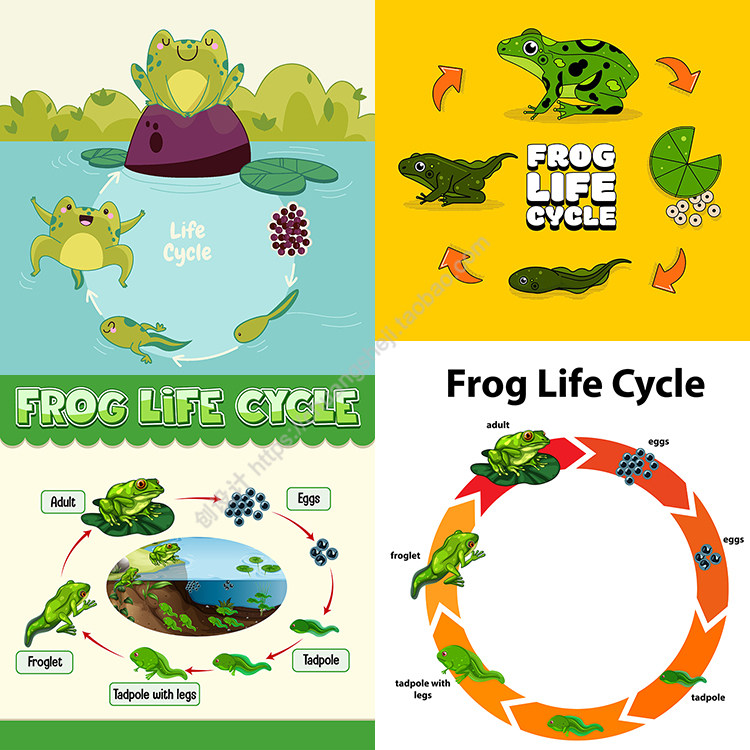 青蛙生命周期 受精卵蝌蚪幼蛙进化信息图表 ai格式矢量设计素材