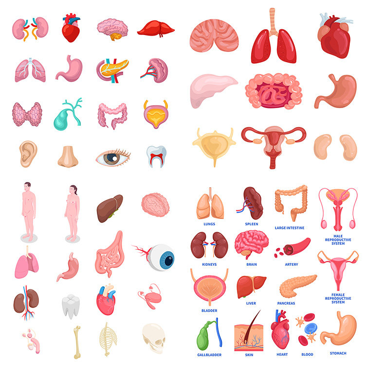 扁平化身体器官图标 人体内部结构内脏部位 ai格式矢量设计素材
