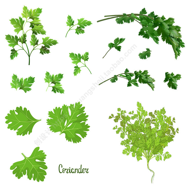 手绘香菜插画 扁平化蔬菜芫荽叶子图标 ai格式矢量设计素材