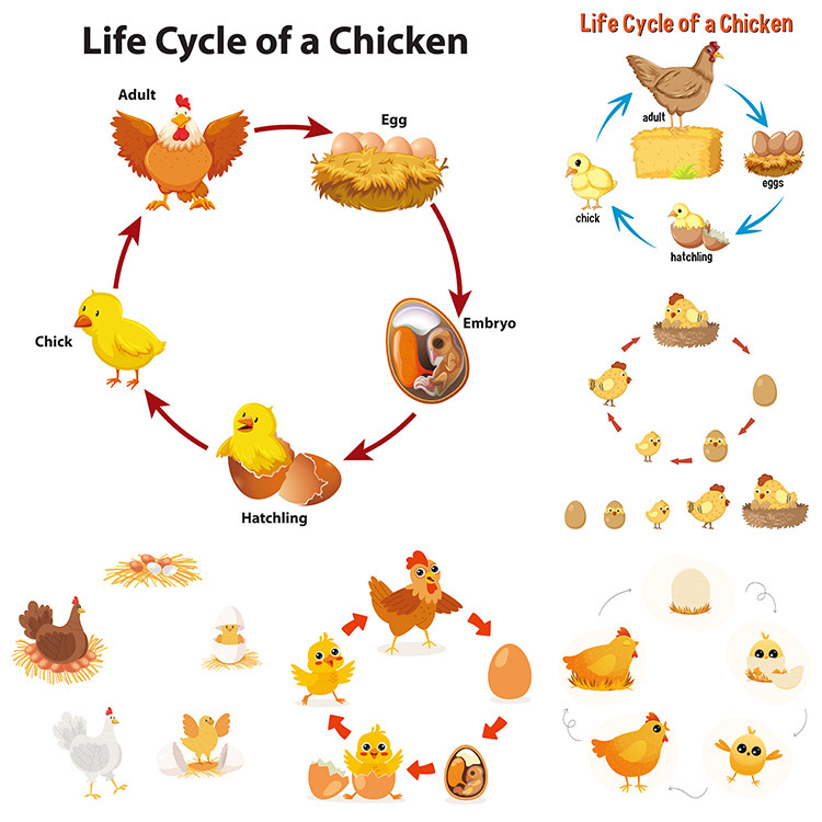 鸡的生命周期插画 卡通鸡蛋孵小鸡母鸡下蛋 AI格式矢量设计素材