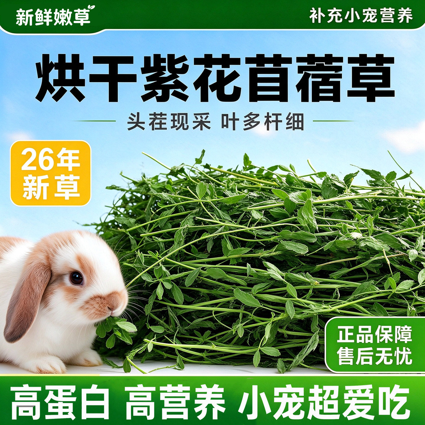 紫花苜蓿草豚鼠荷兰猪龙猫兔子专用干草饲料幼兔粮兔子牧草种子