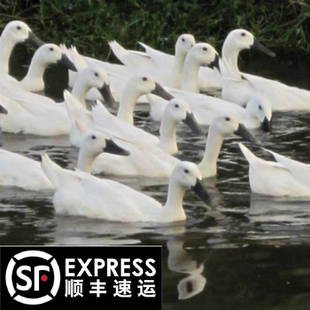 连城白鸭农家散养公鸭新鲜鸭子肉活杀现杀真空速冻顺丰包邮