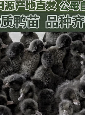【下黑蛋】正宗莆田黑鸭原种保种纯种福建黑鸭纯黑活鸭活黑鸭活体