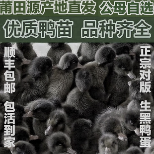 【下黑蛋】正宗莆田黑鸭原种保种纯种福建黑鸭纯黑活鸭活黑鸭活体