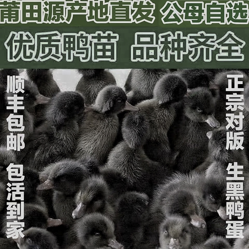 【下黑蛋】正宗莆田黑鸭原种保种纯种福建黑鸭纯黑活鸭活黑鸭活体