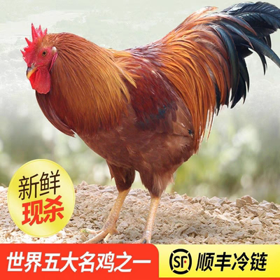 客家河田鸡新鲜小母鸡农家散养走地鸡土鸡月子老母鸡三黄鸡童子鸡