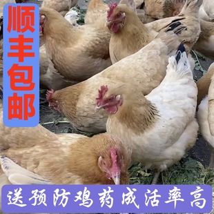 2斤左右河田鸡长汀福建 半斤一斤二斤幼苗小鸡苗脱温鸡小鸡仔宠物