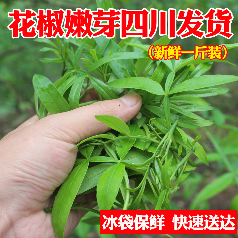 四川自贡特产新鲜花椒芽重庆藤椒嫩芽特麻九叶青花椒叶子500g包邮
