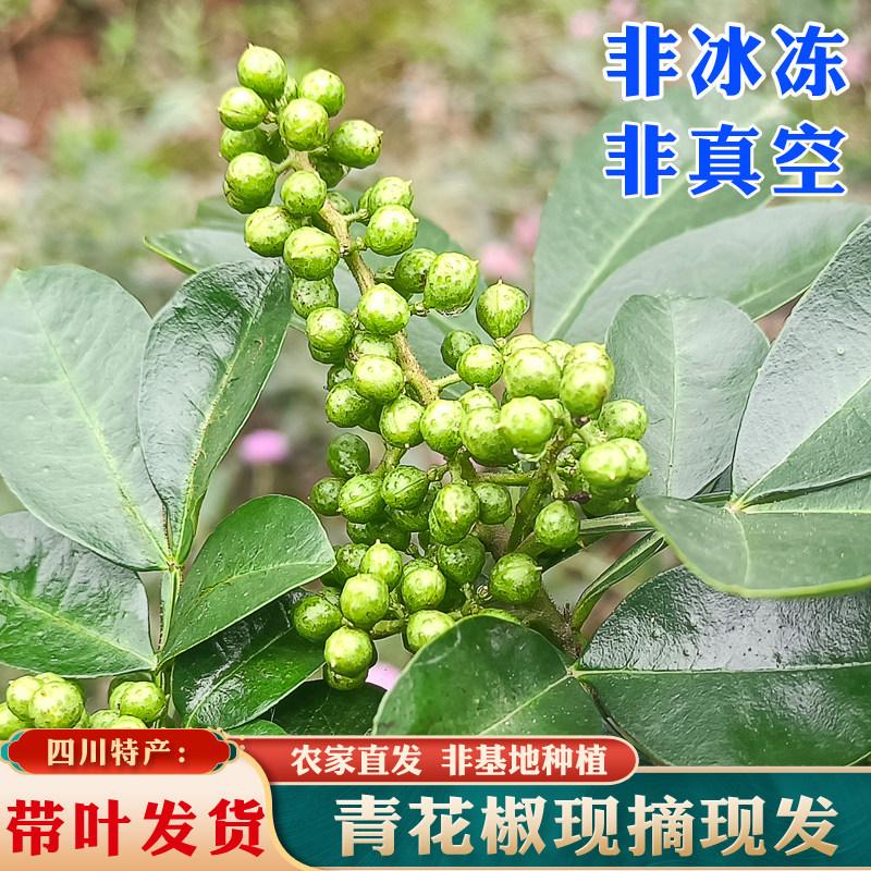 四川新鲜青花椒食用特麻汉源藤椒图片