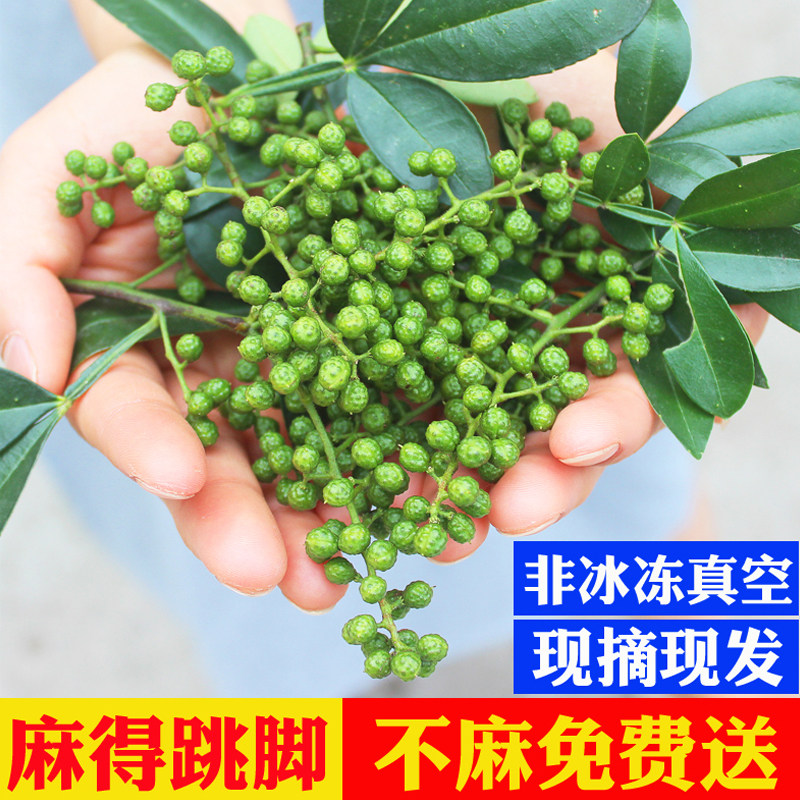 四川新鲜青花椒食用特麻重庆江津九叶青藤椒带叶汉源绿麻椒生花椒图片
