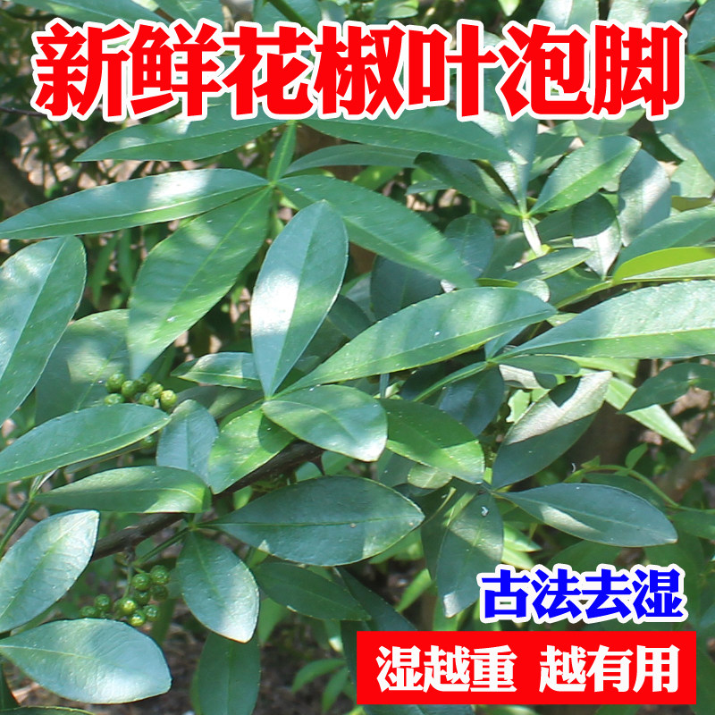新鲜四川特产泡脚调味料花椒叶图片
