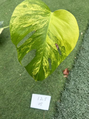 黄锦龟背竹黄龟绿植热植网红植物一物一拍