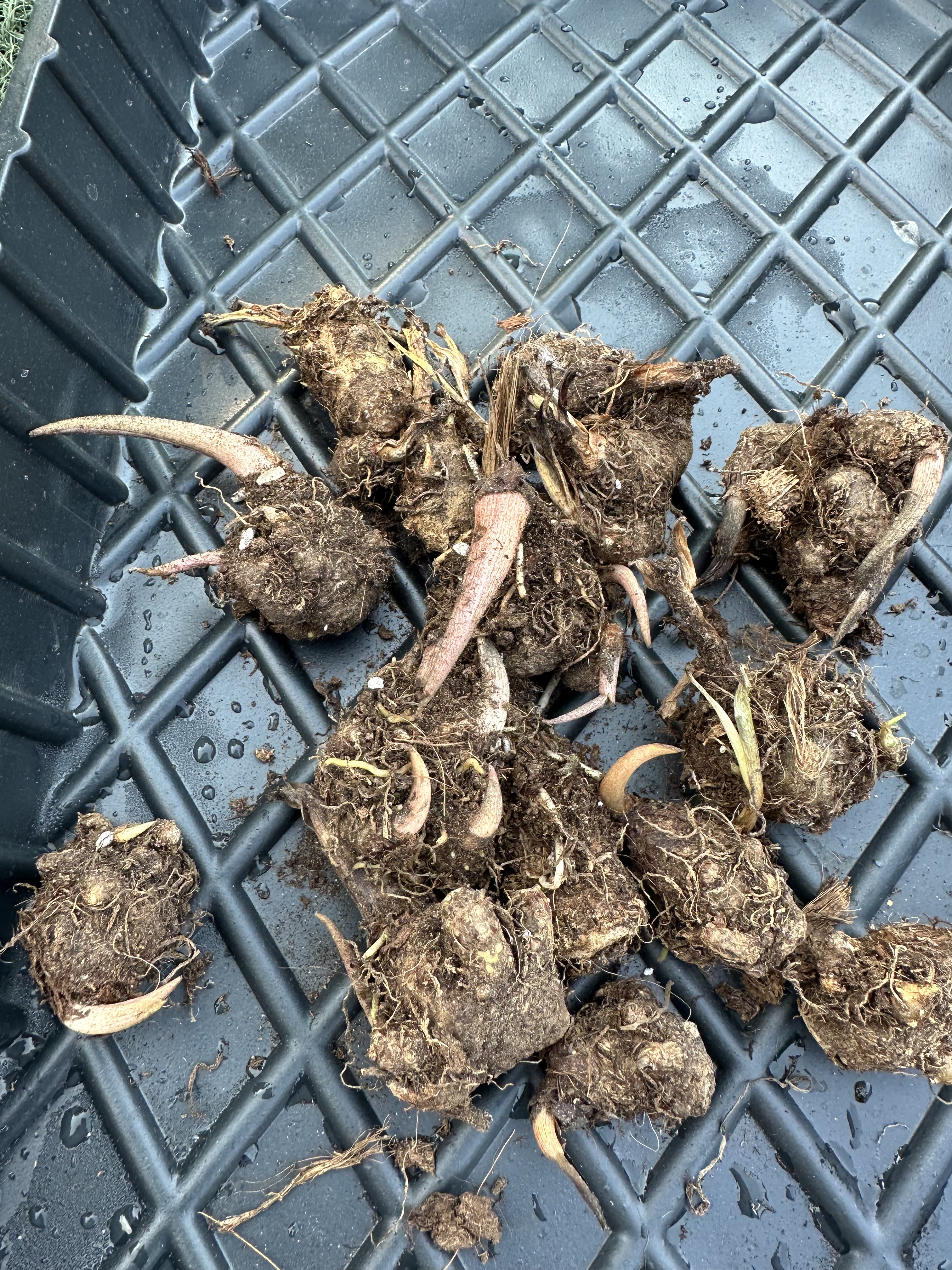 彩叶芋种球一物一拍泰彩幻想卡洛琳丹霞室内观叶植物热植网红植物图片