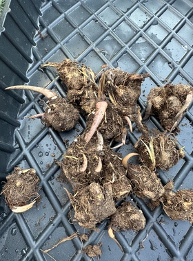彩叶芋种球一物一拍泰彩幻想卡洛琳丹霞室内观叶植物热植网红植物