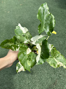 冲绳银白锦海芋锦紫脉海芋锦热植网红室内观叶锦化植物一物一拍