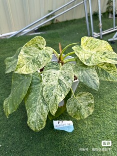 暴风雪蔓绿绒热植巨叶观叶绿植网红室内植物天南星科一物一拍好养