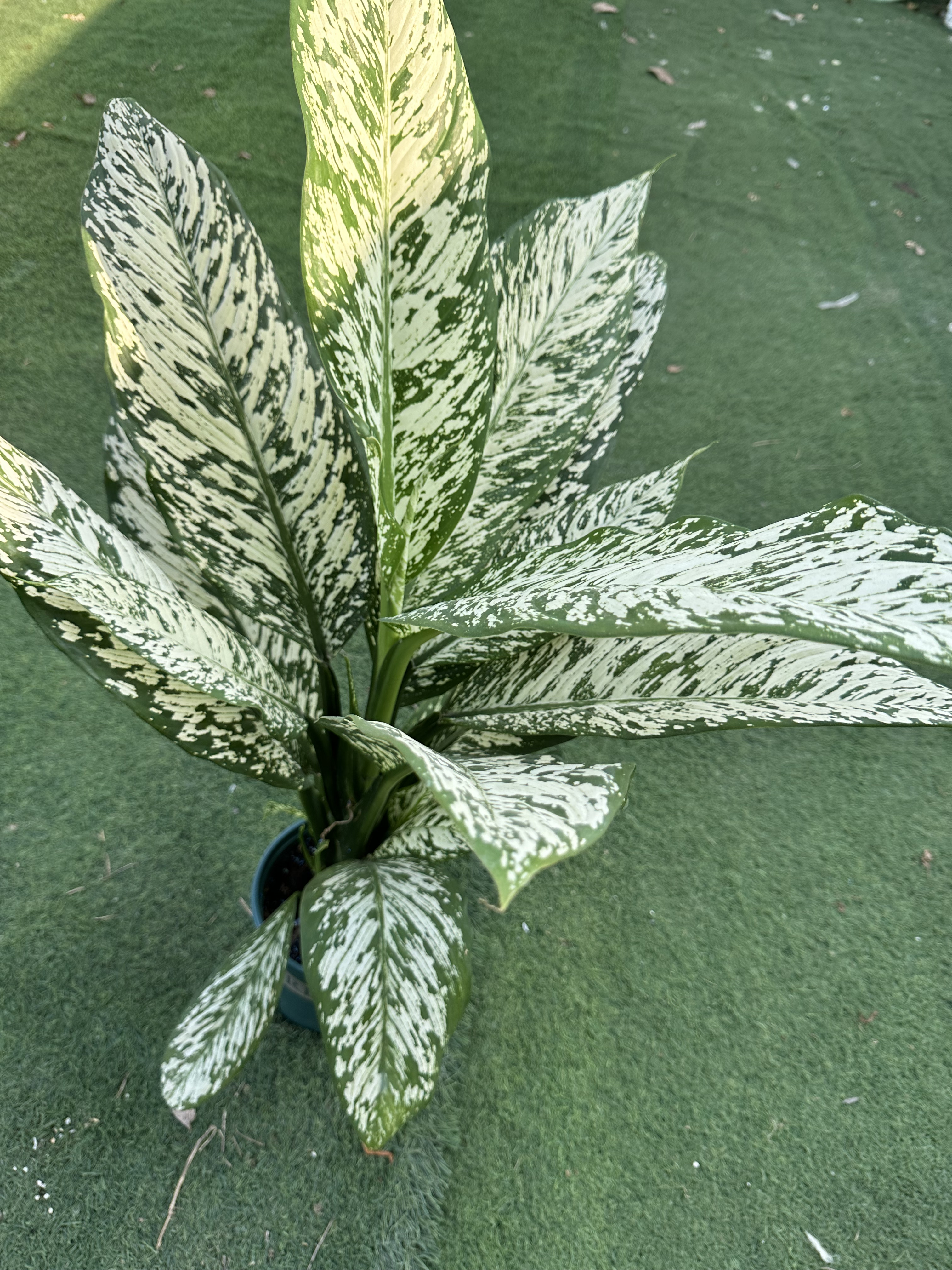 暴风雪哈斯万年青锦化花叶大叶观叶水培绿植室内植物一物一拍好养