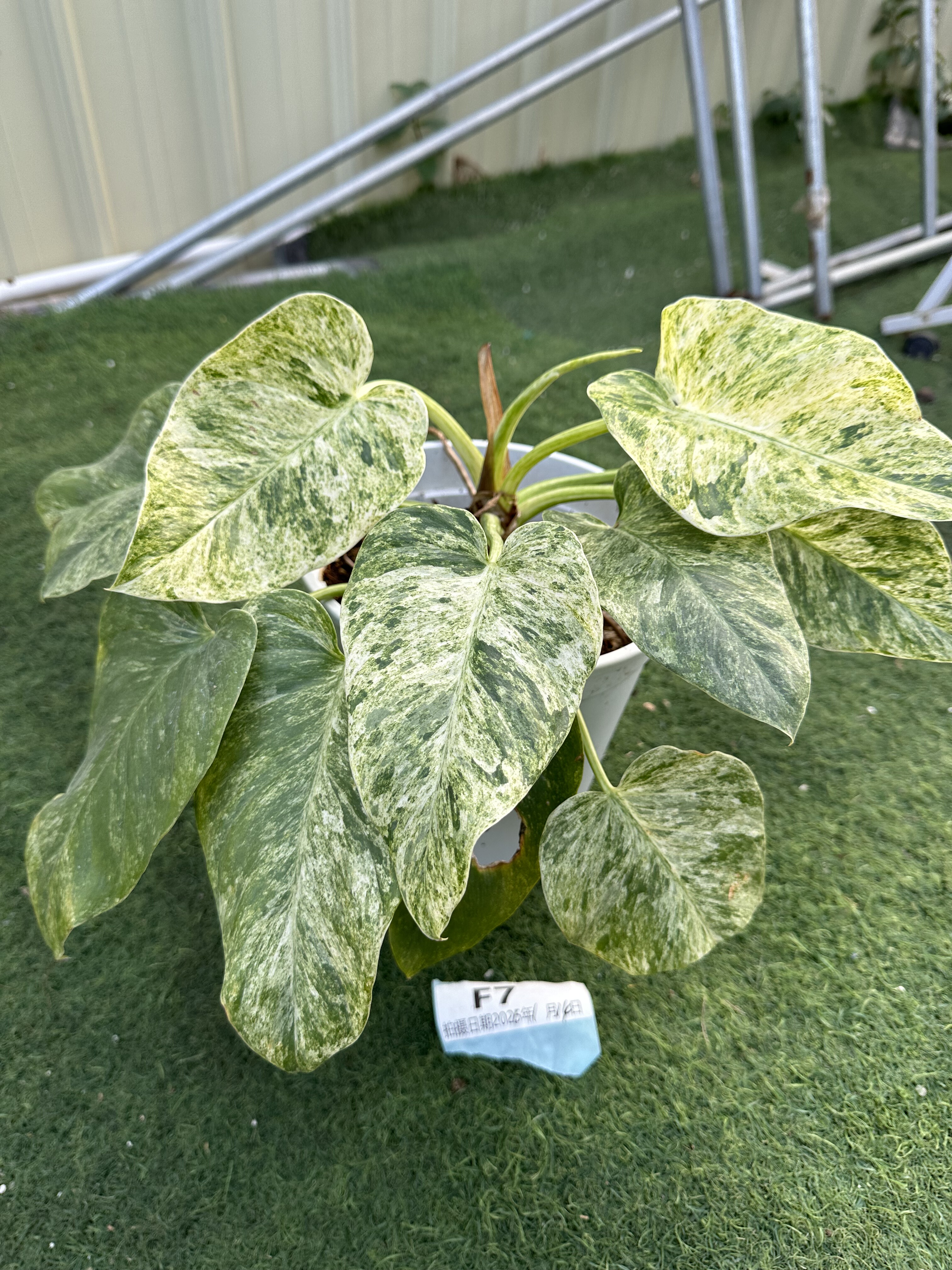 清棚福利，美人锦热植蔓绿绒草莓奶昔等绿植热网红植物一物一拍,鲜花速递/花卉仿真/绿植园艺,绿植,淘宝优惠券,粉丝福利购,淘宝优惠卷