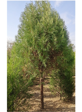 侧柏叶树苗扁柏树苗洒金柏树苗塔柏树苗 龙柏树苗 松柏树苗绿化苗