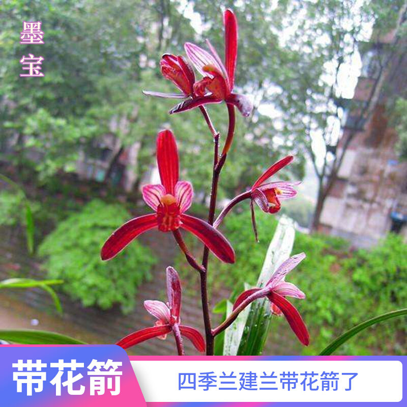 建兰色花名品墨宝名贵兰花老品种浓香花卉盆栽绿植四季兰名品