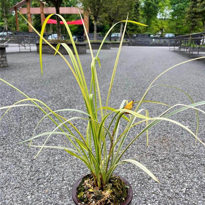 春剑兰花名品花艺双全万寿锦荷浓香老品种叶艺兰花金边兰花