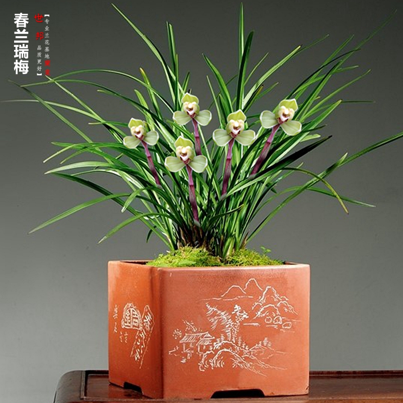 春兰瑞梅皮实好养浓香老品种兰花