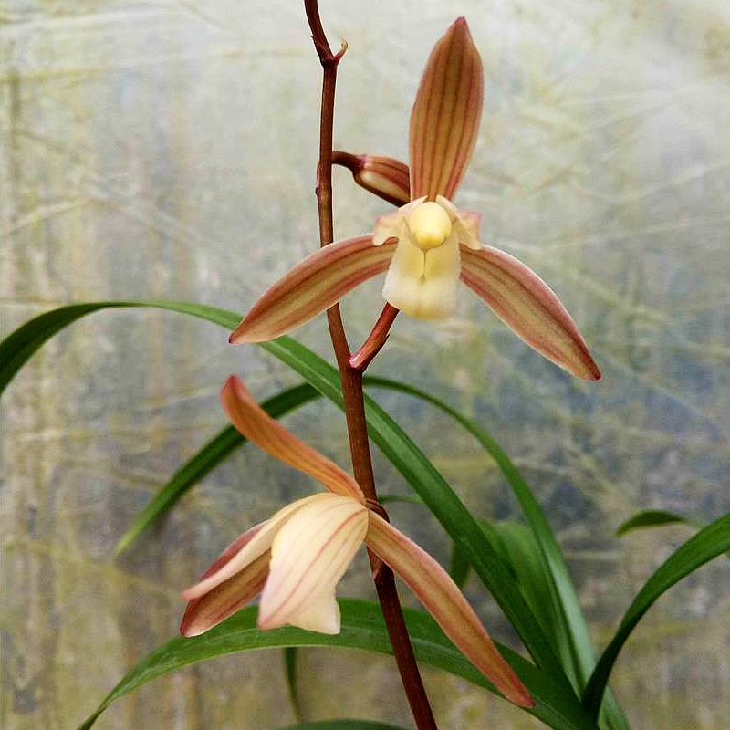 红妆素裹兰花清香典雅春雨彩虹